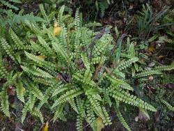 Blechnum fluviatile. Mature plants with fertile and sterile fronds.
 Image: L.R. Perrie © Leon Perrie CC BY-NC 3.0 NZ